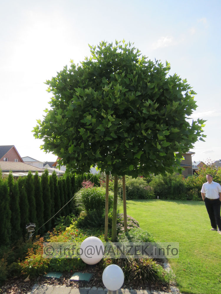Platanus hispanica Alphen's Globe - H 20-25 Sol 01.JPG